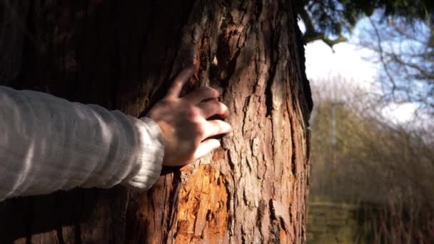 Γυναίκα με τα χέρια σ 'ένα δέντρο στο δάσος στο θαμμένο φως — Αρχείο Βίντεο