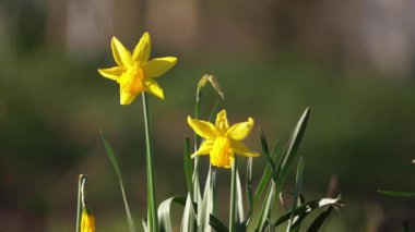 Orman esintisinde yetişen nergisler