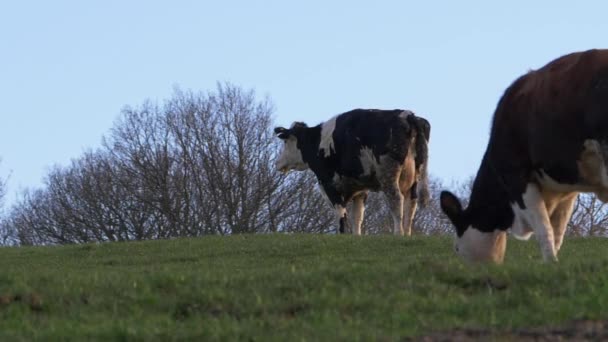 Twee koeien grazen op landbouwgrond — Stockvideo