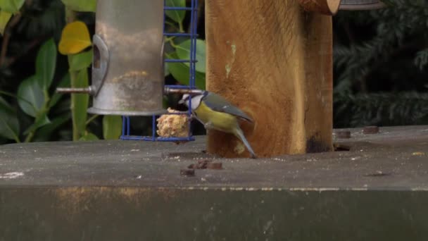 Blue tit small British feeding on bird feeder — Vídeos de Stock