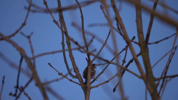 Чаффинч в ветвях деревьев против голубого неба — стоковое видео