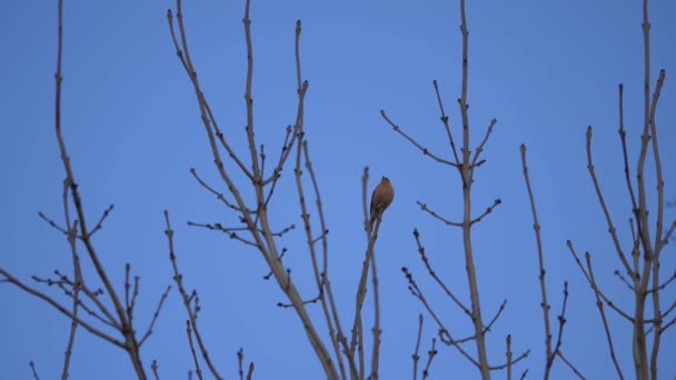Balances de pinces sur une branche d'arbre contre le ciel bleu — Video