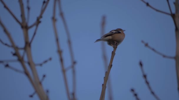 Chaffinch balansuje na gałązce drzewa przeciwko błękitnemu niebu — Wideo stockowe
