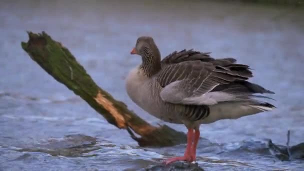 Greylag husa ženich na skále ve vodě — Stock video