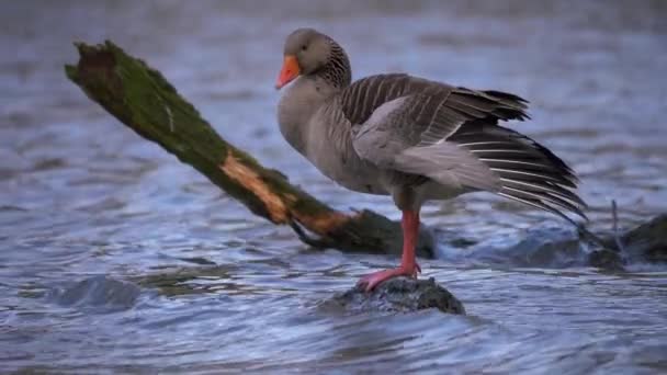 Grijze gans bruidegoms op een rots in het water — Stockvideo