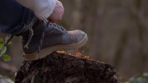 Hiker ties shoelaces on a freshly cut log in forest — Stock Video