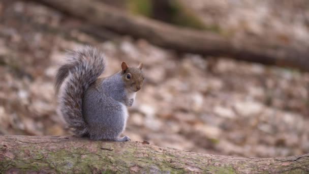 Leuke eekhoorn zittend op een stam in het bos — Stockvideo