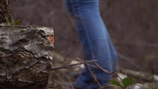 Senderista en el bosque cerca de tronco recién cortado — Vídeo de stock