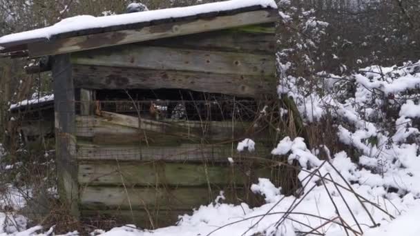 大雪过后,冬景中的旧木棚摇摇晃晃 — 图库视频影像