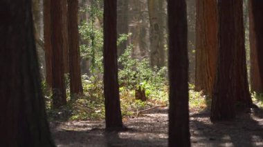 Çam ormanlarında güneş parlıyor.