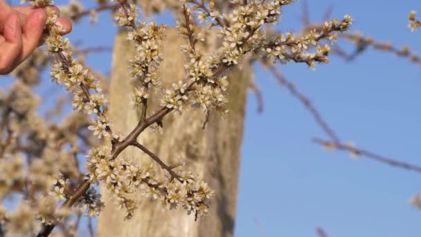 Ruka se dotýká květu proti sloupu brány a modré obloze — Stock video