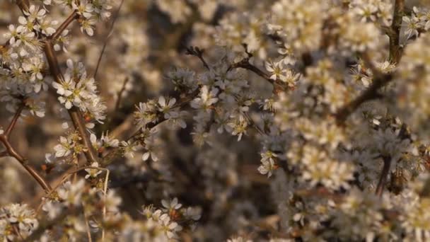 Květy bobulovin ve větru — Stock video