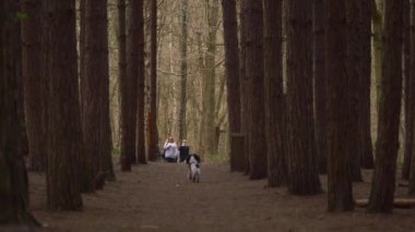 Sahiplerine doğru koşan köpeklerle çam ormanı