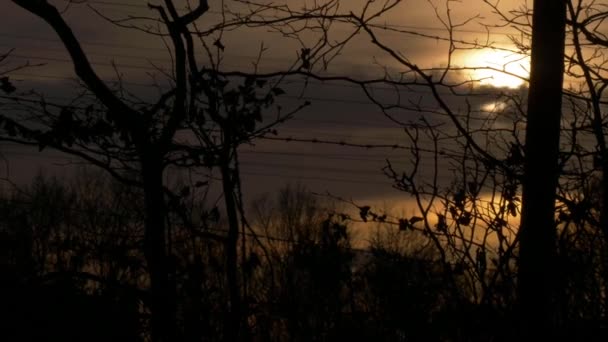 Lapso de tempo de nuvens no pôr do sol dourado através de árvores — Vídeo de Stock