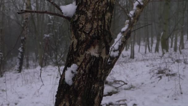 Arbres forestiers d'hiver après la chute de neige en hiver — Video