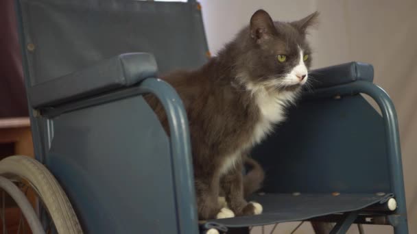 Cadeira de rodas usuários pet gato relaxa em cadeira de rodas — Vídeo de Stock