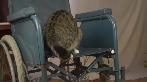 Rollstuhlfahrer tippt Katze im Rollstuhl — Stockvideo