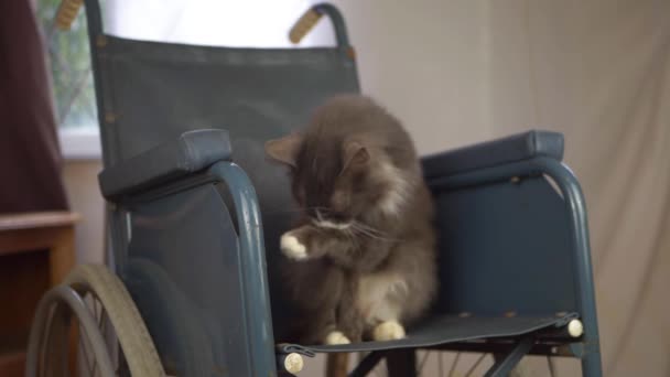 Wheelchair users pet cat grooming in a wheelchair — Stock Video