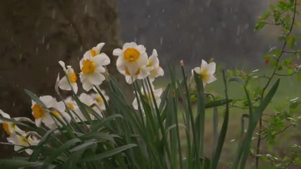 Caught in a rain and sleet storm with daffodils — Stock Video
