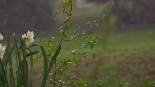 Dolu ve yağmur kırsala yağar — Stok video