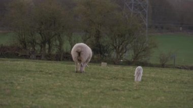 Anne koyunla koyun çayırda otluyor.