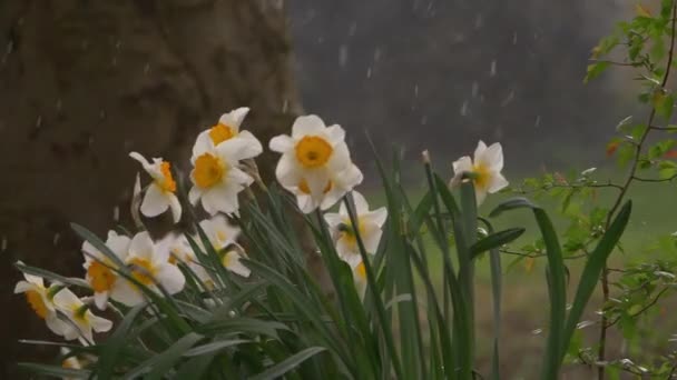 Sleet and rainstorm fall on daffodils in the park — Stock Video