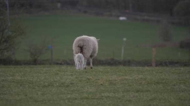 Jagnięcina podąża za matką owcą przez łąkę — Wideo stockowe