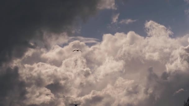 Timelapse de paisaje nublado esponjoso blanco — Vídeo de stock