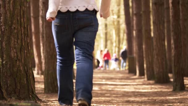 Woman walks through pine forest canopy — Stock Video