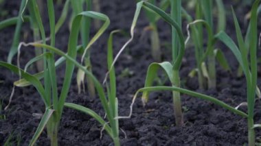 Bahar bahçesinde soğan filizleniyor.