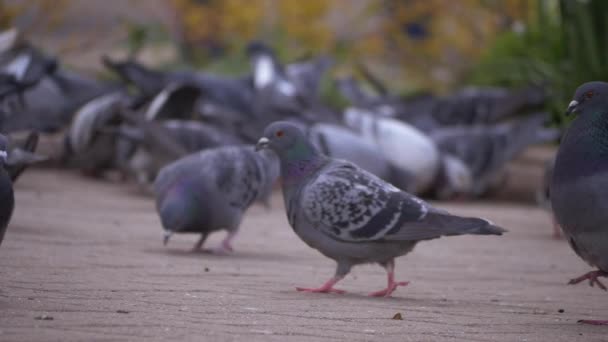 Şehir merkezinde yiyecek arayan güvercin sürüsü. — Stok video