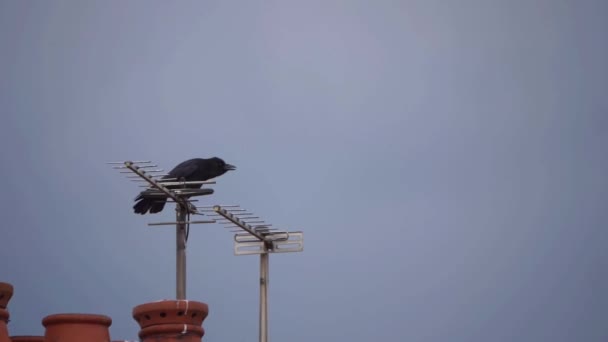 Krähe hockt auf Haus krächzend — Stockvideo
