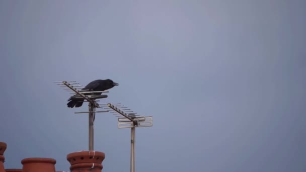 Corneille perches sur maison croaking — Video