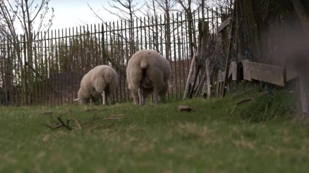 Schafe weiden auf Ackerland in der Nähe von Schuppen — Stockvideo