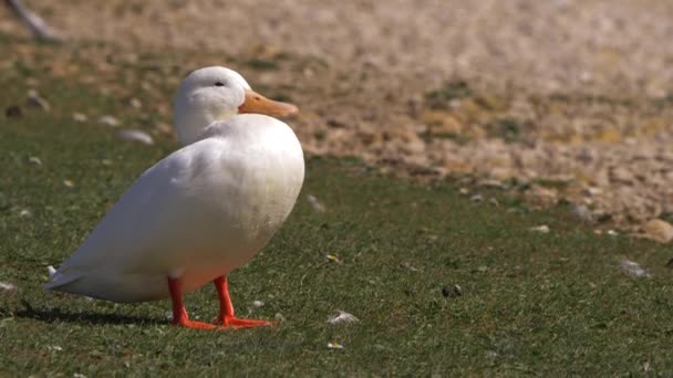 Witte Pekin eend staat aan de waterkant — Stockvideo