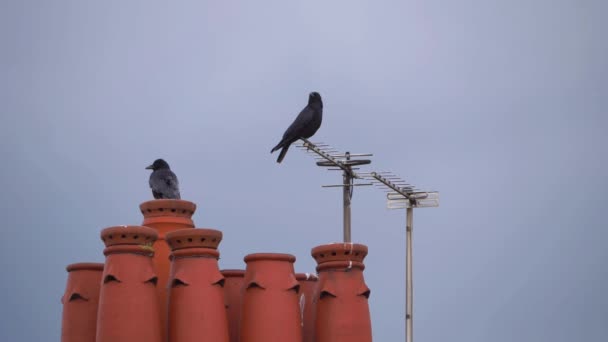 Krähen sitzen auf einem Hausdach in einem Vorort — Stockvideo