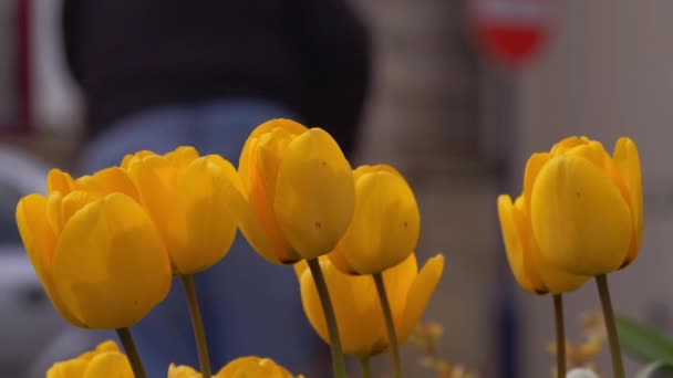 Yellow tulips grow urban city — Stock Video