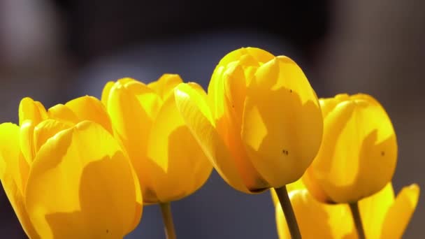 Yellow tulips grow in the breeze in daylight — Vídeo de Stock