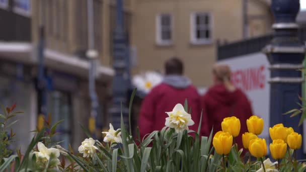 Yellow tulips grow in urban city centre — Video