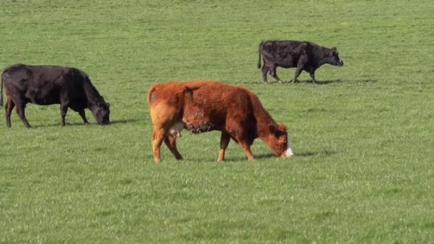 Three cows graze in farmers field — ストック動画