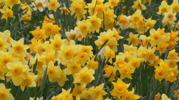 Field of daffodils in Springtime — Vídeos de Stock