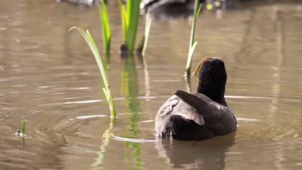Pájaro Coot británico flota en un lago — Vídeos de Stock