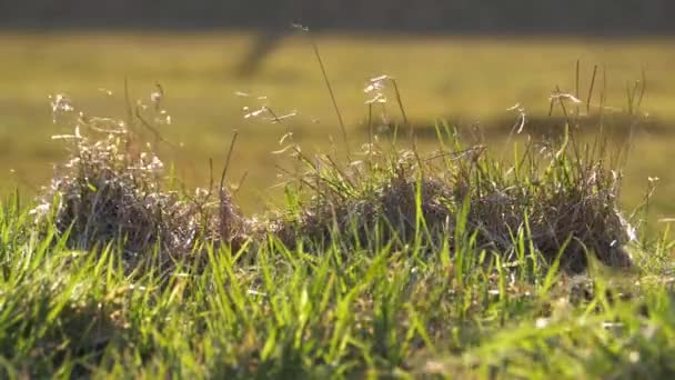Campo de grama no dia ventoso ensolarado — Vídeo de Stock