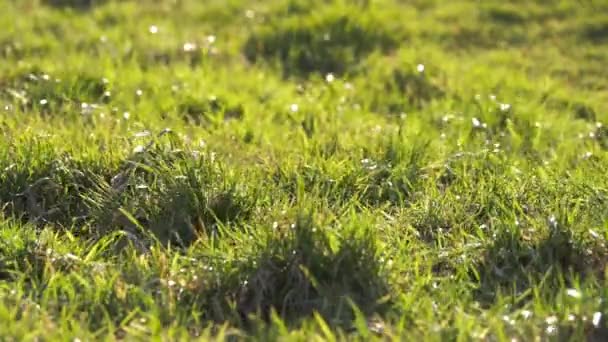 Lapangan rumput pada hari berangin cerah — Stok Video