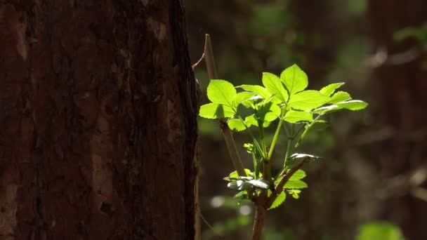 Hojas verdes frescas iluminadas por el sol en el bosque de pinos de primavera — Vídeo de stock