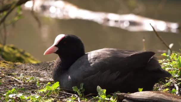 Brittiska Coot fågel vilar nära vattnet sida — Stockvideo