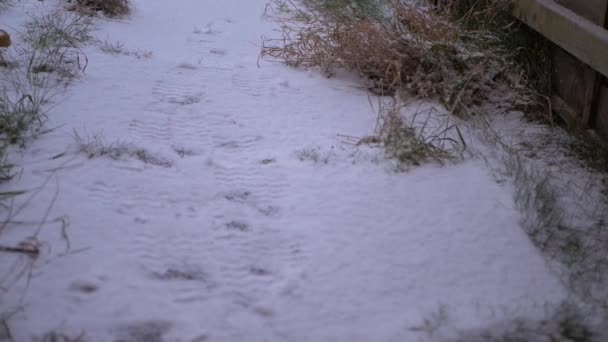 Nieve cayendo en el camino en el día de invierno — Vídeos de Stock