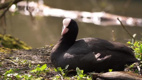Brittiska Coot fågel vilar nära vattnet sidan vänder sig för att titta på kameran — Stockvideo