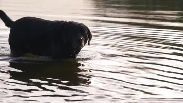 Schwarzer Labrador-Hund schüttelt Wasser im See ab — Stockvideo