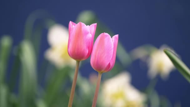 Duas flores de tulipa rosa na brisa — Vídeo de Stock